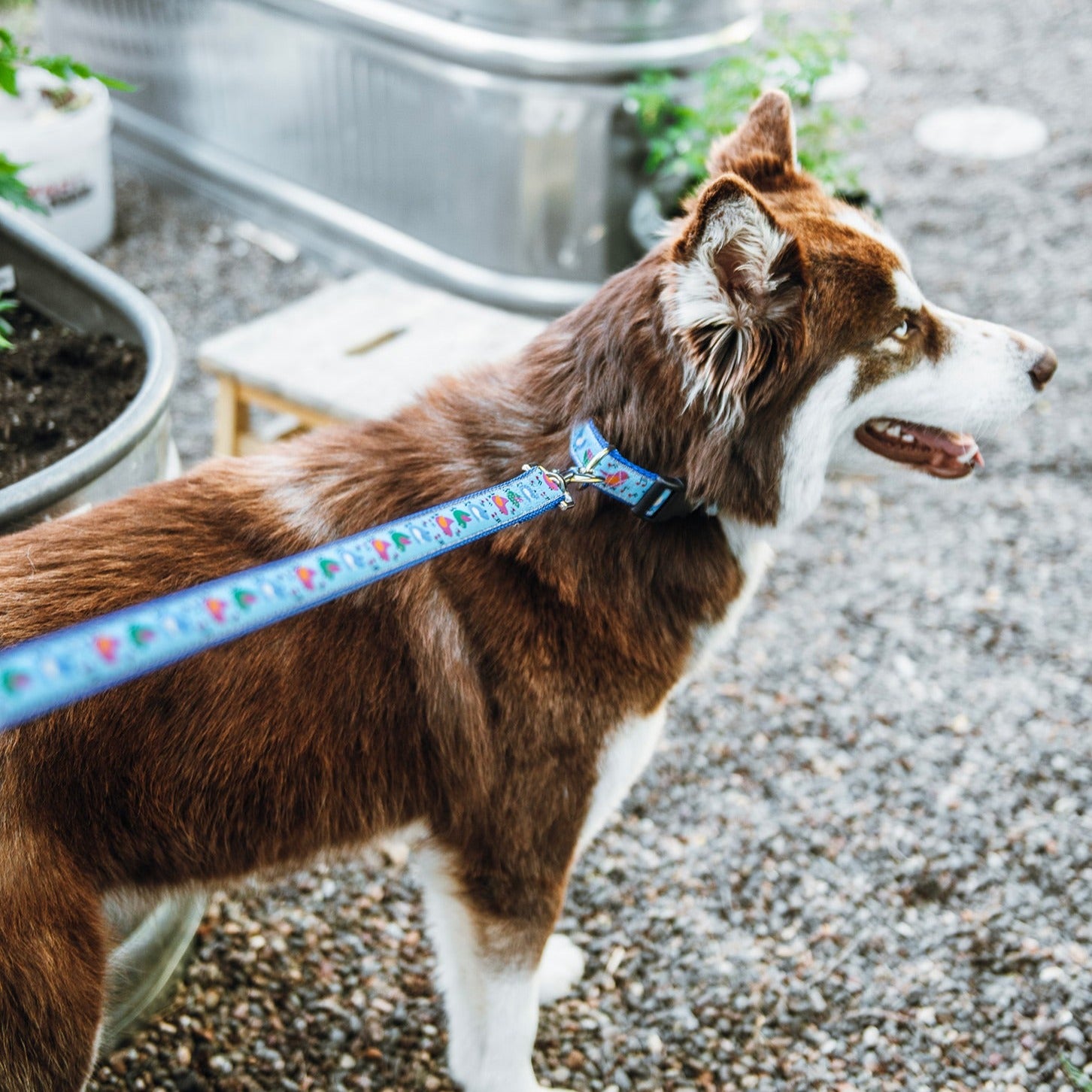 Songbirds Dog Leash