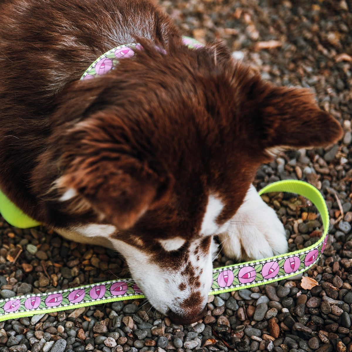 Cottage Rose Dog Collar